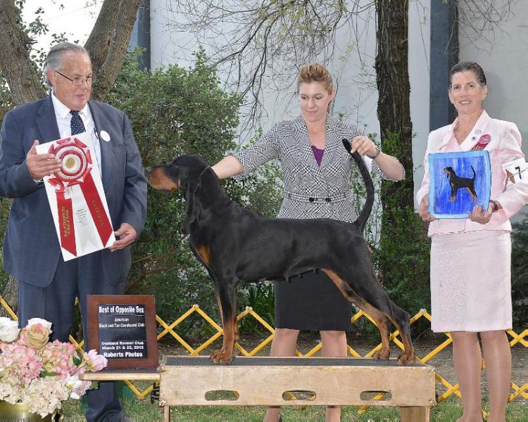 OrionRedsea-Windbourne Purple Mountain Majesty | Black and Tan Coonhound 