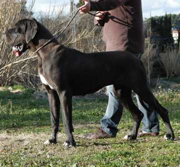 Dyumna de la Benjamine | Great Dane 