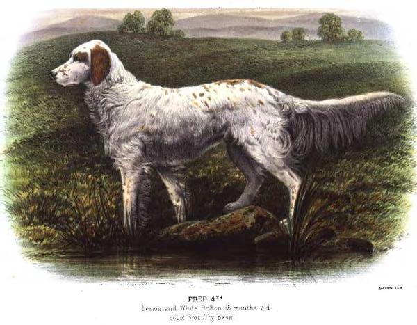 Fred 4th (Dash x Moll) | English Setter 