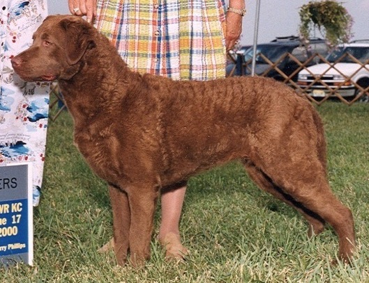 Chesabar's Flashback | Chesapeake Bay Retriever 