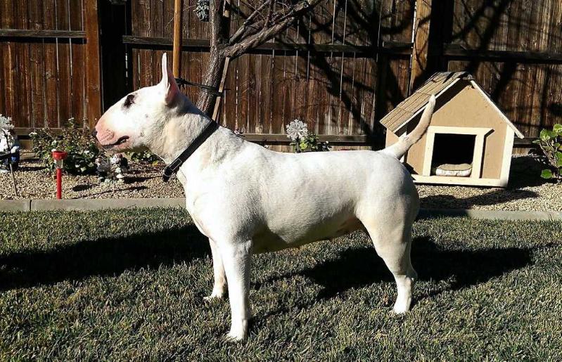 ALA CATTLEYA GUERA | Bull Terrier 