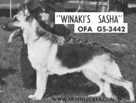 Winaki's Sasha | German Shepherd Dog 