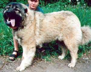 ZLATO VYATKI ARONA | Caucasian Mountain Dog 