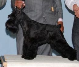 Victorious Star Cosme of Black Whisker | Miniature Schnauzer 