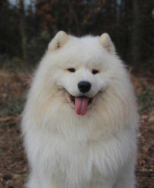 Siberian Love BRILLIANT BORYS WINTERFIELD | Samoyed 