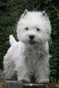 MARY POPPINS Urwiska Szkocji | West Highland White Terrier 