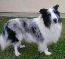 Mr. Pippin Le Pew | Shetland Sheepdog 