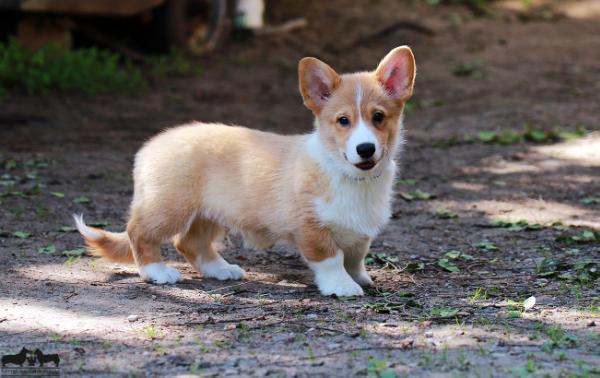 Oran Gaelic Song Valhalos Sargas | Pembroke Welsh Corgi 