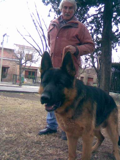 Vino von haus bur | German Shepherd Dog 