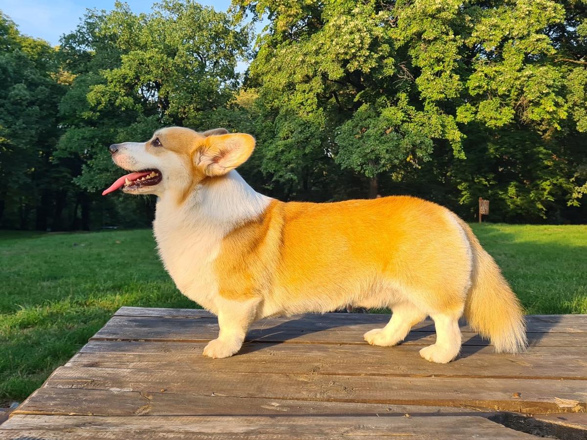 ŽAN CHEDDA | Pembroke Welsh Corgi 