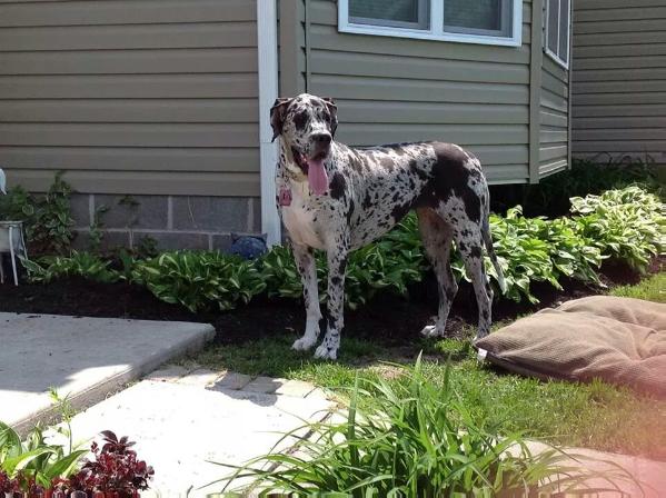 Autumn Royal Seer Of Shadows | Great Dane 