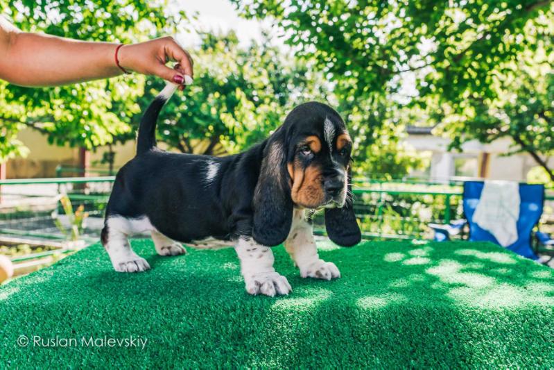 Apple Pie City Hound | Basset Hound 