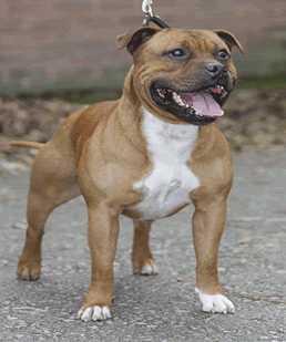 Jagsstaff Miss Precocious | Staffordshire Bull Terrier 