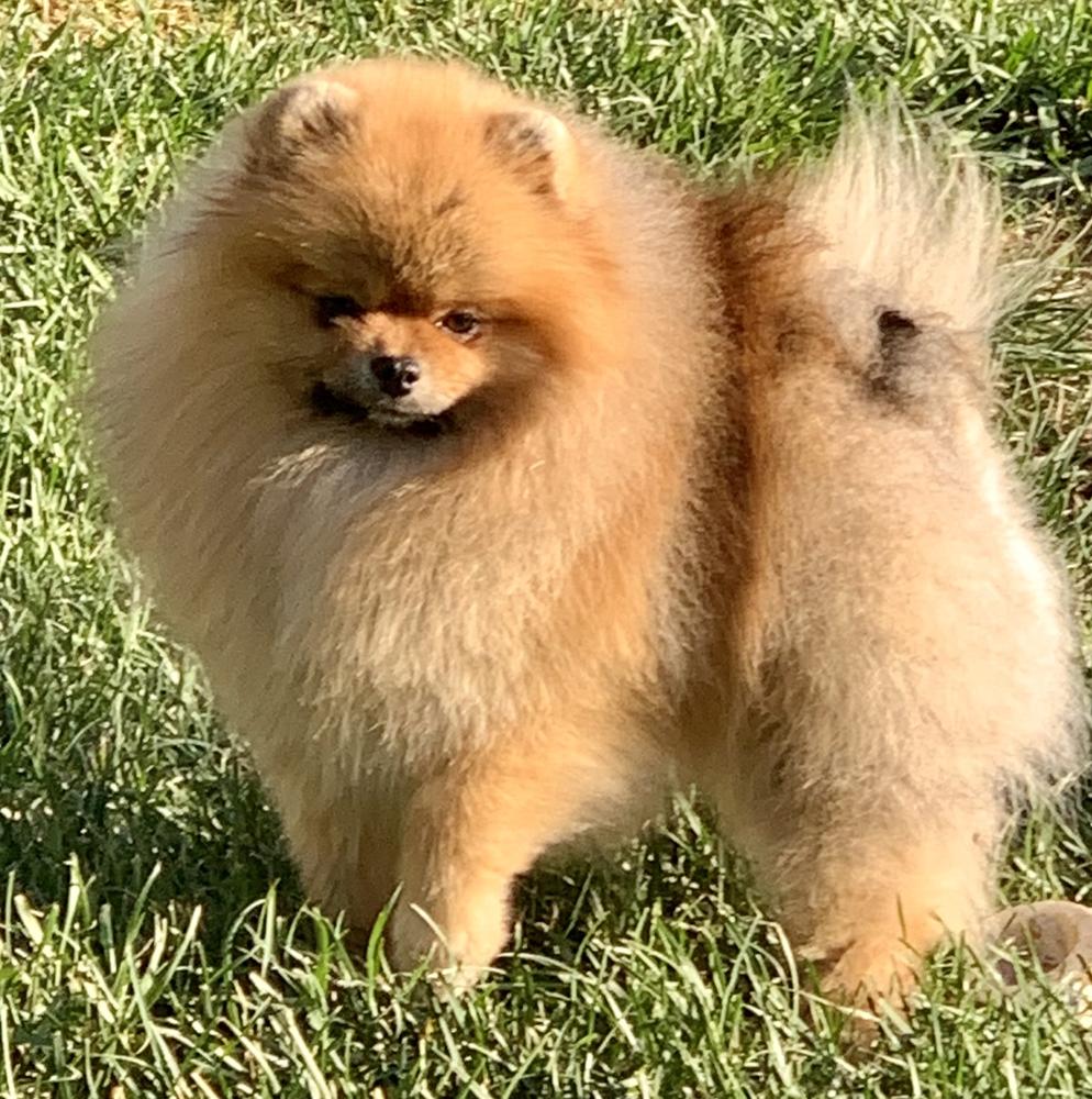 MJ’s Bellissime Prince Caspian | Pomeranian 