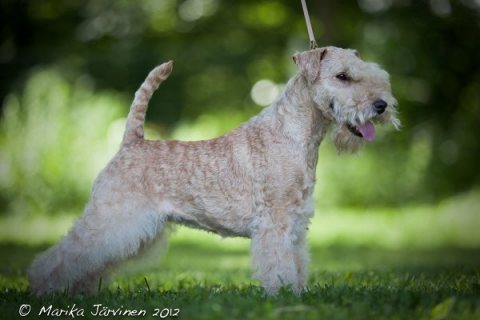 Chelines La Sakanesa | Lakeland Terrier 