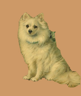 Star of Devon | Pomeranian 