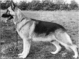 Dido von der Werther Königsallee | German Shepherd Dog 