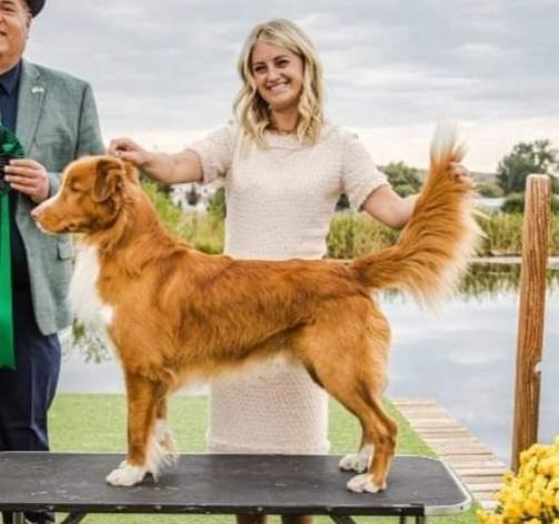 Manitou's Big &amp; Rich | Nova Scotia Duck Tolling Retriever 