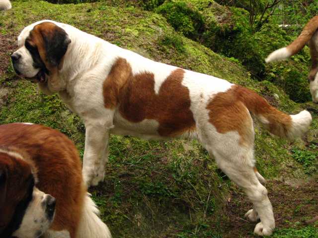 Lasquite's Dora v Rising Star | Saint Bernard 