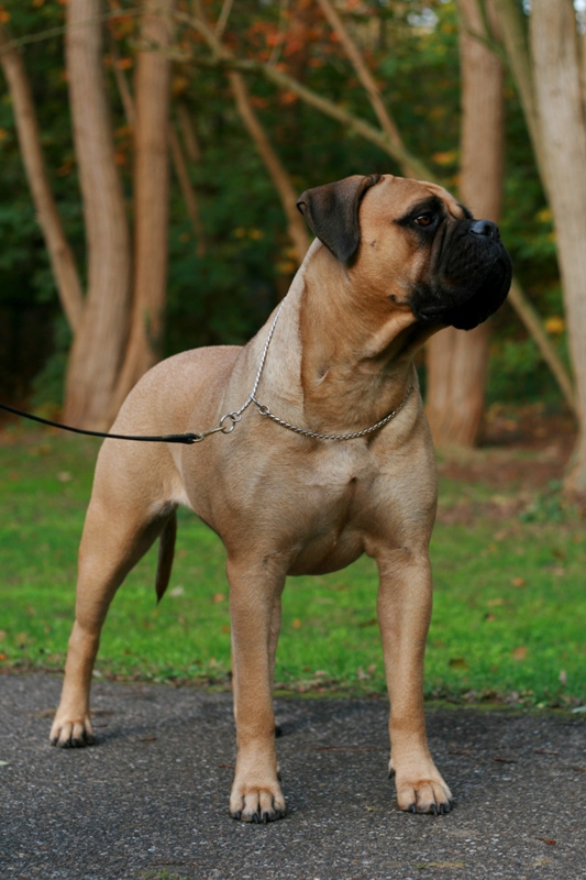 Carpe Diem is Dvariskiu Jegerio Sirdis | Bullmastiff 