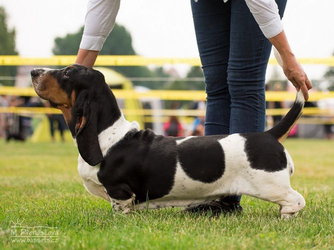 Xtreme Lady Barnett's | Basset Hound 