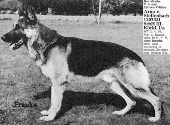 Arno vom Stellenbach | German Shepherd Dog 