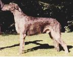 Brachan Tomahawk | Irish Wolfhound 