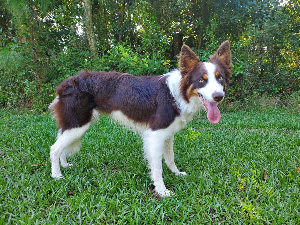 Renegade Riptide | Border Collie 