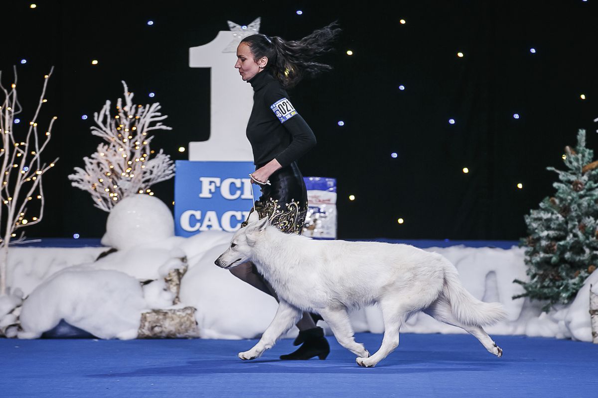 CRYSTAL-SHINE STAR FROM HOUSE DE MONON | White Swiss Shepherd Dog 