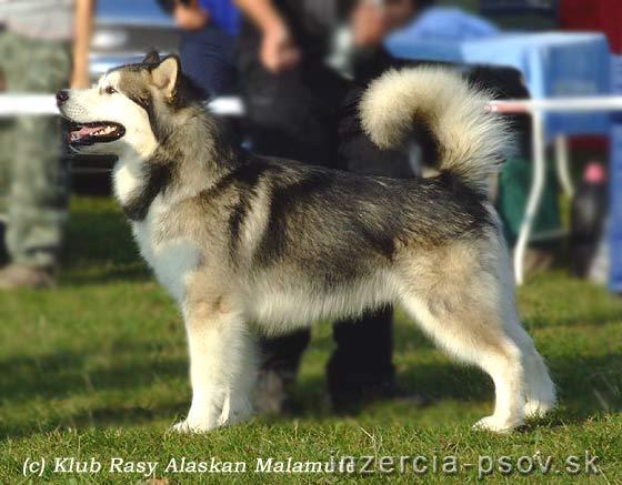 Navaho Big Boy Inditarod | Alaskan Malamute 