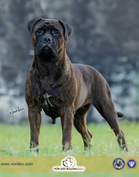 Mimba Kuera Koba B-Lisa | Bullmastiff 