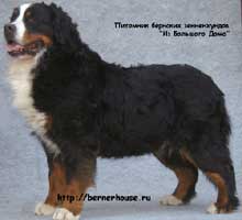 Aeneas V. Vindonissa | Bernese Mountain Dog 