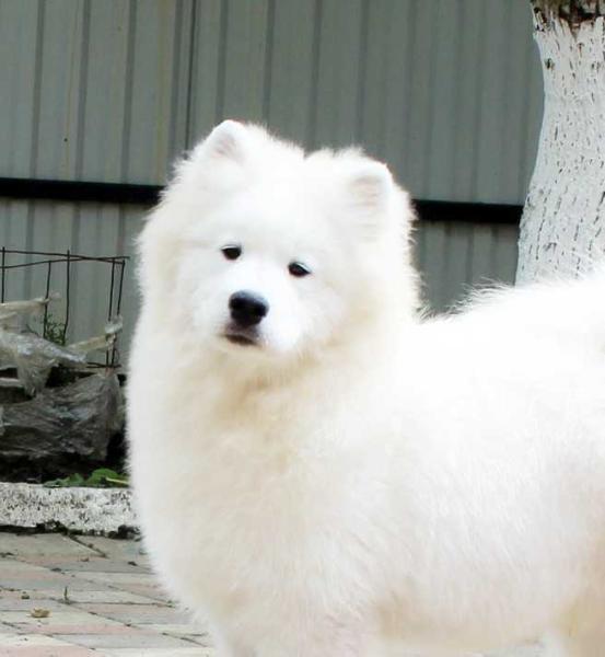 Gold Charm Never Ending Happiness | Samoyed 