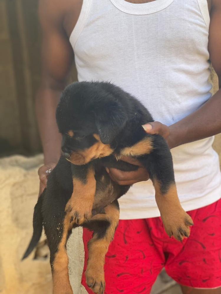 Captain Levi of Black Ivory kennels | Rottweiler 