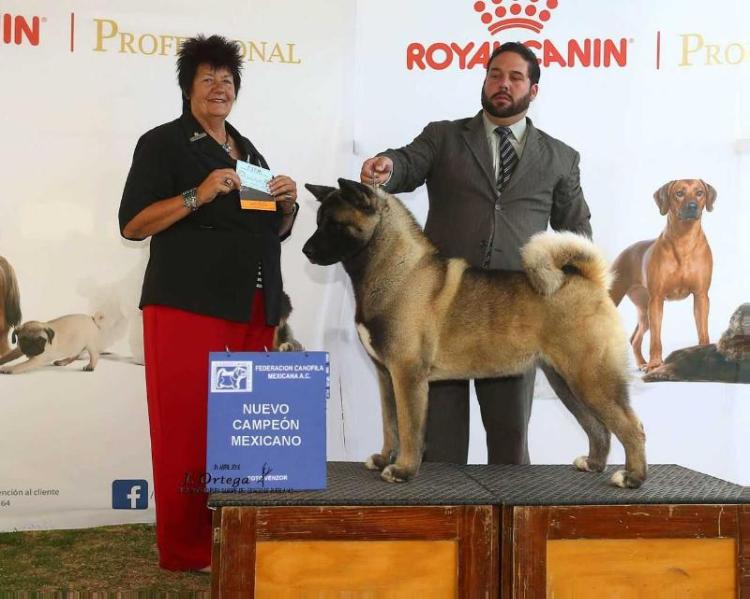 Gonvar BlackForest Galadriel (Gonzalez/Williams) | Akita 