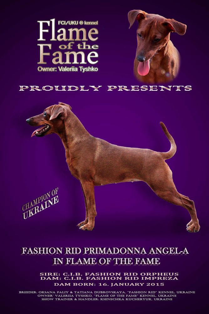 Fashion Rid Primadonna Angel-A In Flame Of The Fame | Miniature Pinscher 