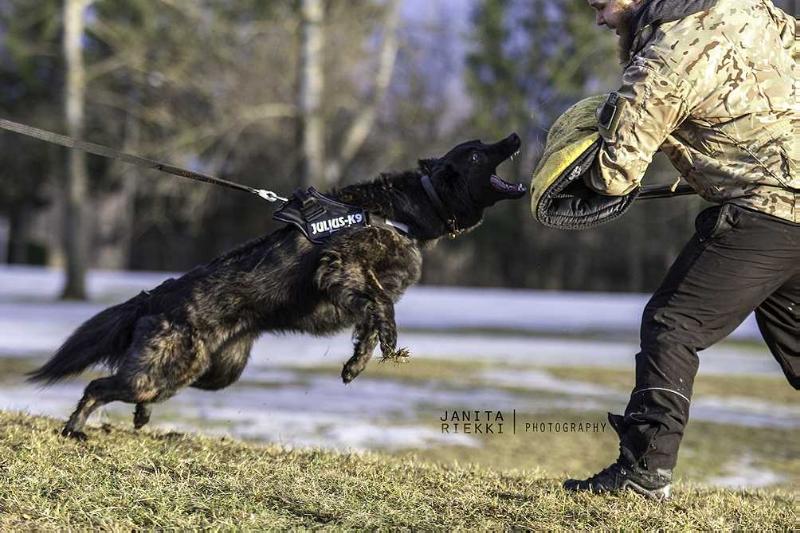 Azuricoyotes Niva Sindragosa | Dutch Shepherd 