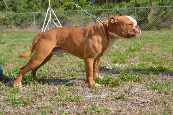 RLK's Blaze of WPB Bullies | American Bulldog 