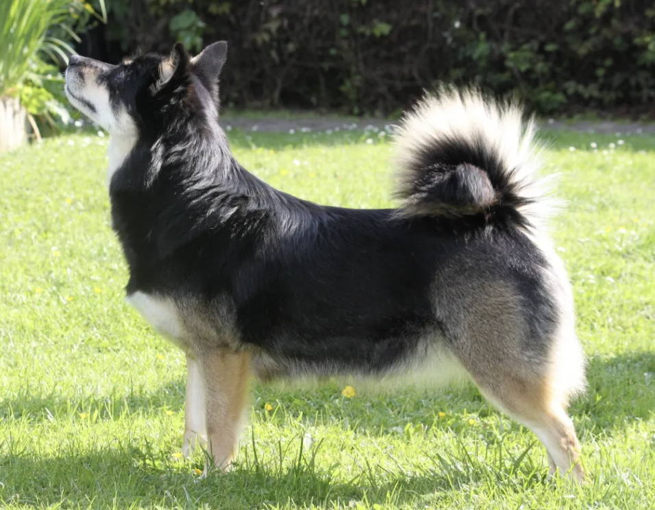 Brana frá Klettakoti | Icelandic Sheepdog 