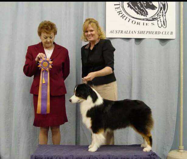 Mi-T's My Hearts On Fire | Australian Shepherd 