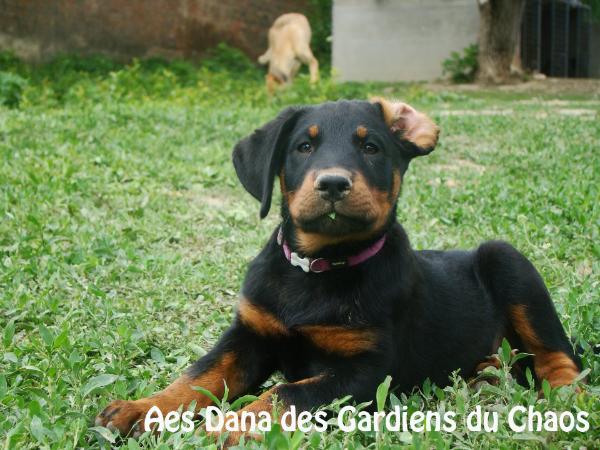 Aes Dana des Gardiens du Chaos | Beauceron 