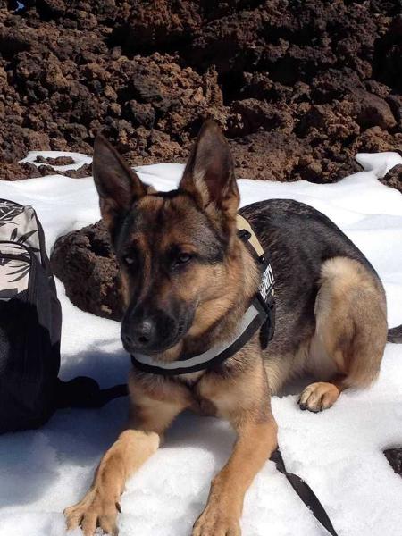 Donna de Candelman | German Shepherd Dog 
