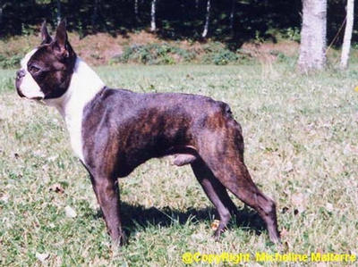 Nabucco Des Bostons De Valcyre | Boston Terrier 