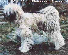 YAB-YONTAN SHERPA VON NAMA-SCHU | Tibetan Terrier 