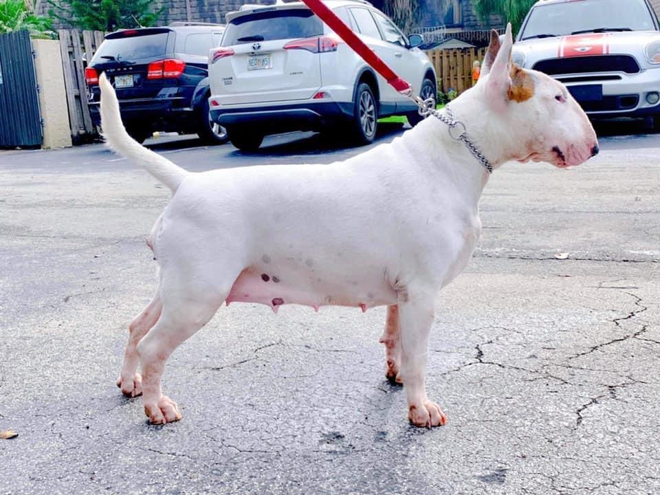 Heirate mich bull del secarral | Bull Terrier 