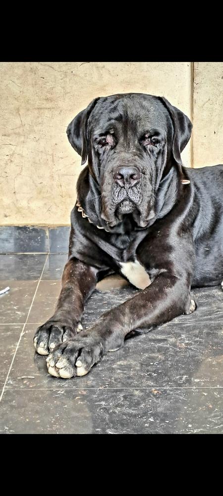 Odin Compagno | Cane Corso 