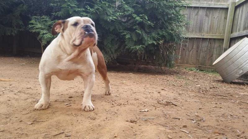 Hogan's Lil Tessa | Olde English Bulldogge 