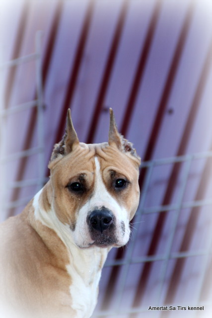 BRAUNI MONSHERI DIONA | American Staffordshire Terrier 