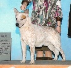 Timber Legend Has It | Australian Cattle Dog 