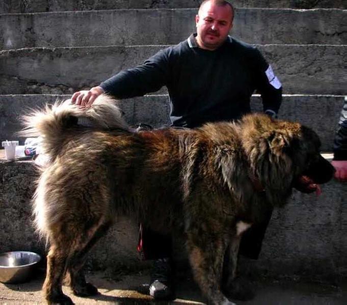 Tskaro Zaboy | Caucasian Mountain Dog 